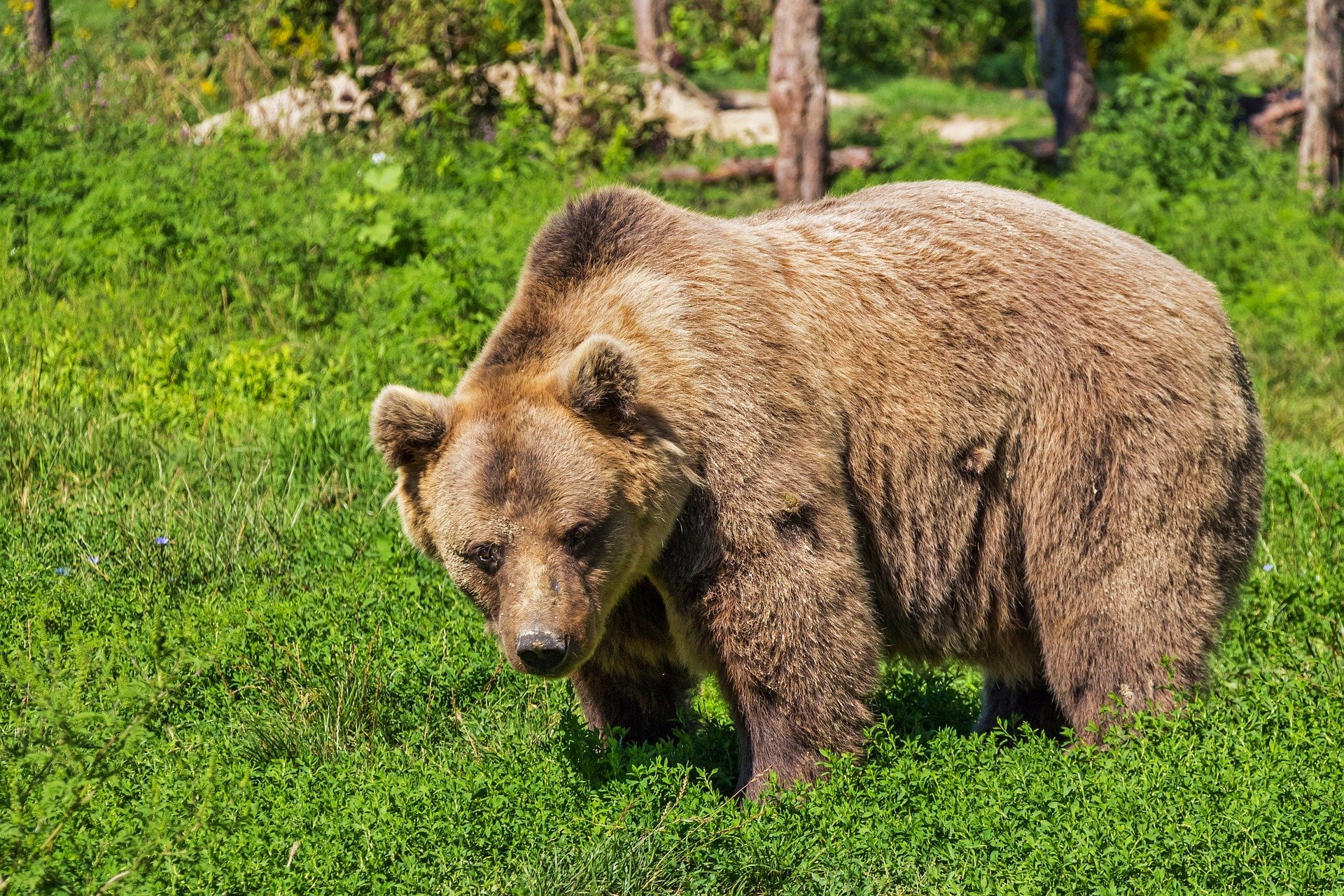 Bear Safety